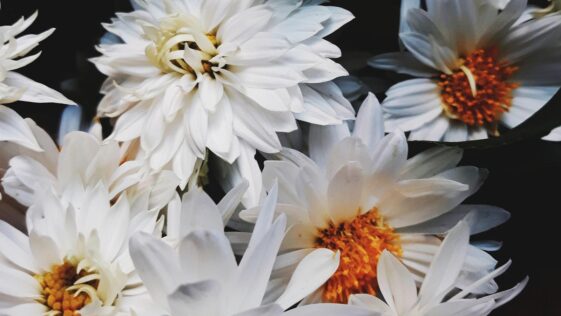 Skillings Scores 25; Bearcats Rout No. 16 Kansas, 72-52